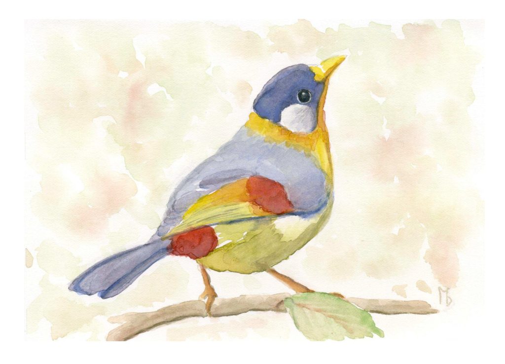 Silver-eared Mesia